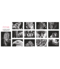Calendar de perete Animale